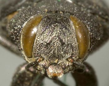 Media type: image;   Entomology 33791 Aspect: head frontal view